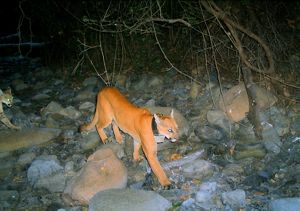 A female mountain lion with a GPS collar followed by her cub in Southern California.