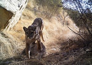 a mountain lion walking through rocks and grass