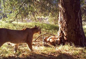 A mountain lion approaches a dead deer next to a large tree.