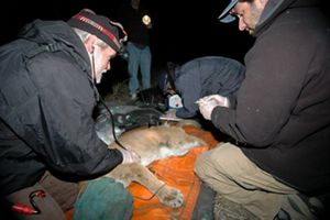 Researchers in headlamps surround a sedated mountain lion.