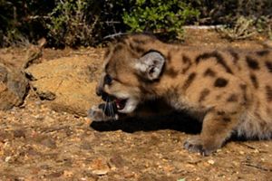 a mountain lion cub on camera