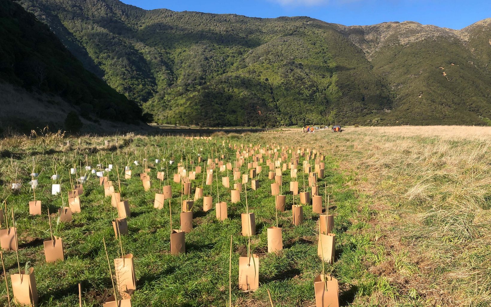Ecological connections and resilience are protected and restored. Tree planting to restore Moawhitu. © Dan Moore
