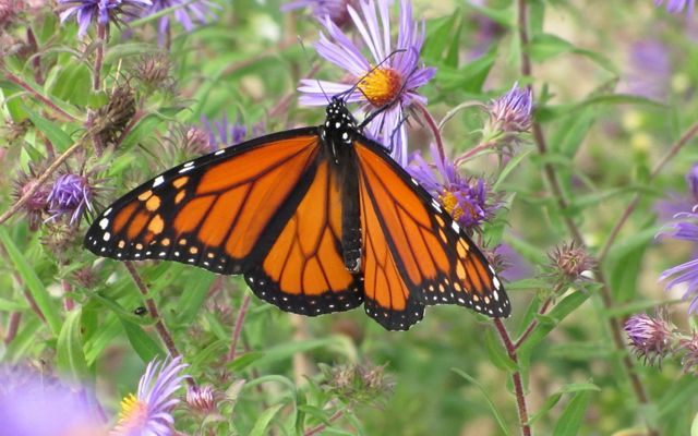 An orange butterfly with black veining and white spots sits on a star-like purple flower.