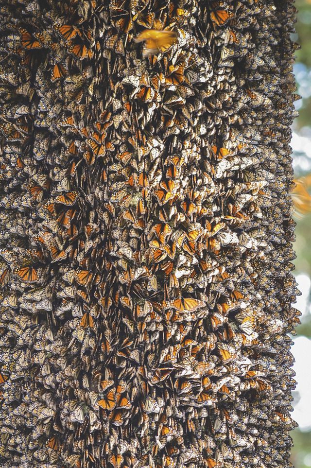Miles de mariposas monarcas forman una colmena alrededor del tronco de un árbol