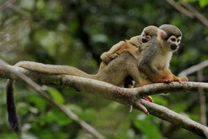 Un mono descansa sobre una rama con una bebé sobre su espalda.
