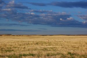 Three pronghorns running across a brown grassy prairie under a scattered cloud sky.