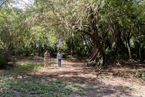 A massive tree with a twisted trunk casts shade over a man and woman walking.