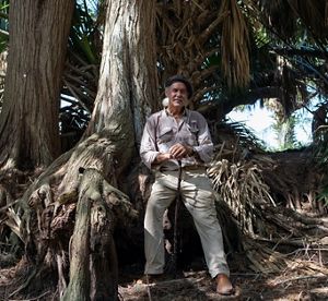 A man sits on the giant roots of a wide tree.