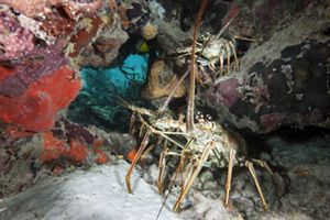 A lobster hides under coral reefs.