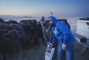 Two people surround by cattle.