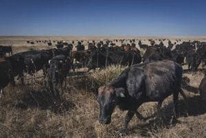 A herd of cattle on an open prairie.