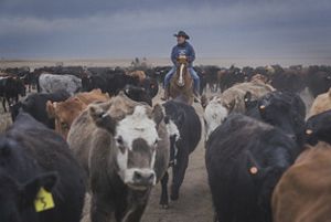 Man on horse surrounded by cattle. 