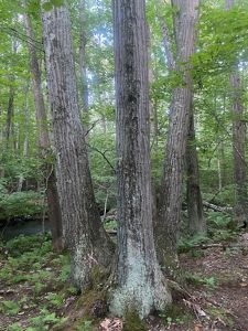 A tight cluster of 3 oak trees, standing by a small river.