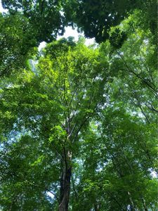 Looking way up at a solid, leafy green tree canopy, with blue and white sky peeking through.