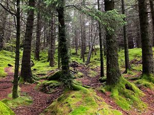 Moss covered forest floor.