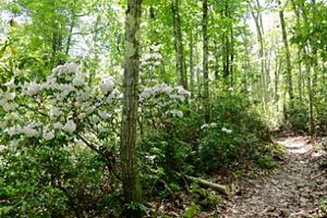 Hallig Trail at Mount Plantain Preserve with a leafy trail, mountain laurel blooming on the left and trees in the background. 
