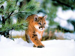 Also known as a cougar or puma, the mountain lion stalks a wide range of habitats from Canada to South America.