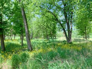 A lightly forested landscape with native grasses. 