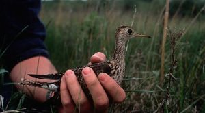  Margherita Preserve Audubon Prairie
