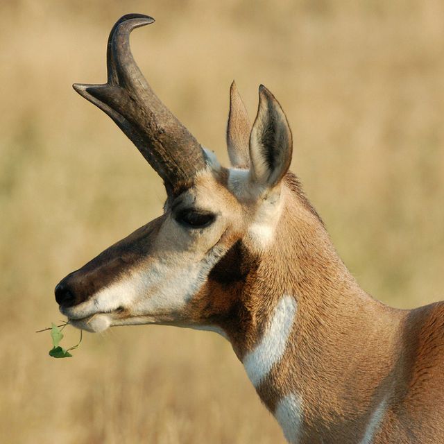 Just a pronghorn munching on some vegetation.