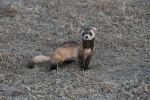 A black-footed ferret stands on all fours in a dirt landscape.