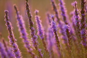 Purple spikes of flowers.