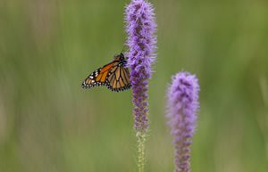 A monarch butterfly drinking nectar from a blooming prairie blazing star. 