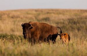Adult female bison with a young calf.