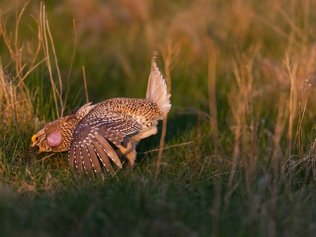 a sharp-tailed grouse mating display (profile).