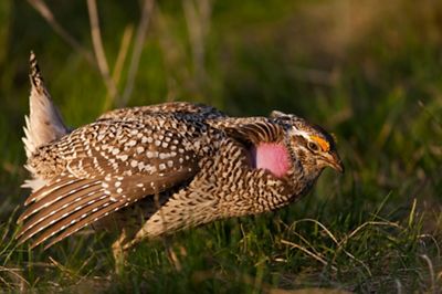 sharp-tailed grouse mating display.
