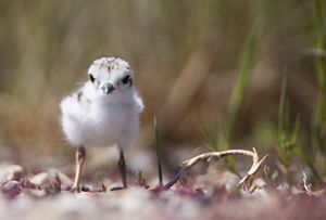 A piping plover chick stands on the ground and looks at the camera.