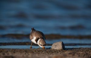 A piping plover pecks at the sand on a beach close to the water.
