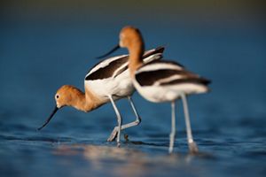two avocets in water.