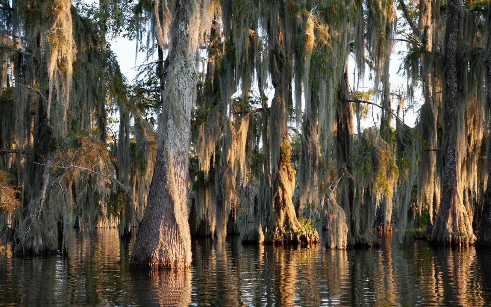 
                
                  Natural Beauty Afternoon light dapples trees and moss at Lake Martin in Breaux Bridge.
                  © Rory Doyle
                
              