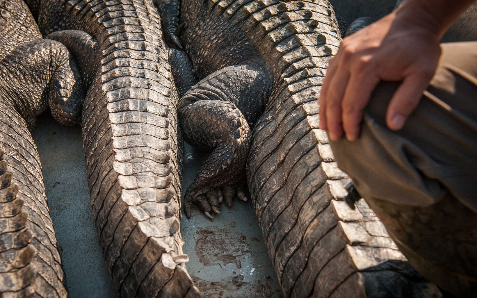 
                
                  Alligator Hunting Caught alligators on a boat during a hunt near Bayou Sorrel in the Atchafalaya Basin. Alligator hunting is a licensed sport in the state of Louisiana. 



                  © Rory Doyle
                
              