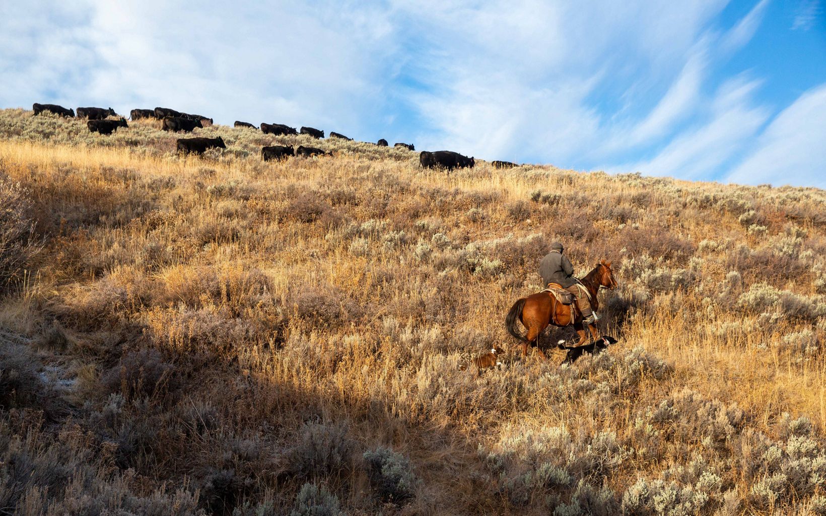 
                
                  Ranch Life Allen Martinell, a third generation rancher in southwest Montana rides his horse through the Centennial Valley checking water tanks and looking for stray cattle. 
                  © Louise Johns
                
              