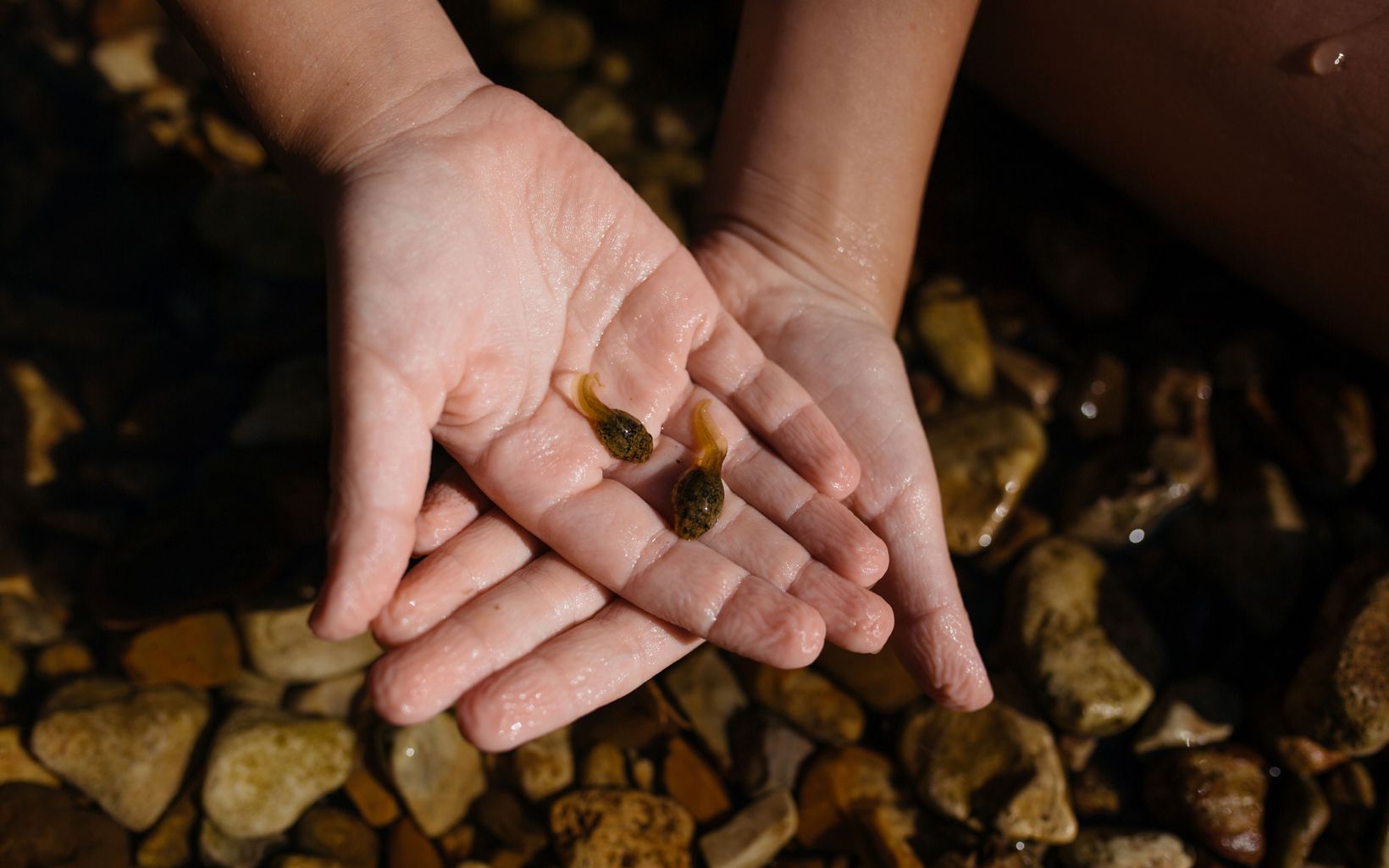 
                
                  Handled with care Amelia Fondriest holds tadpoles gathered from the Buffalo National River. Amelia has grown up in the Ozarks only minutes from the river, where she cultivated a love of nature.
                  © Terra Fondriest
                
              
