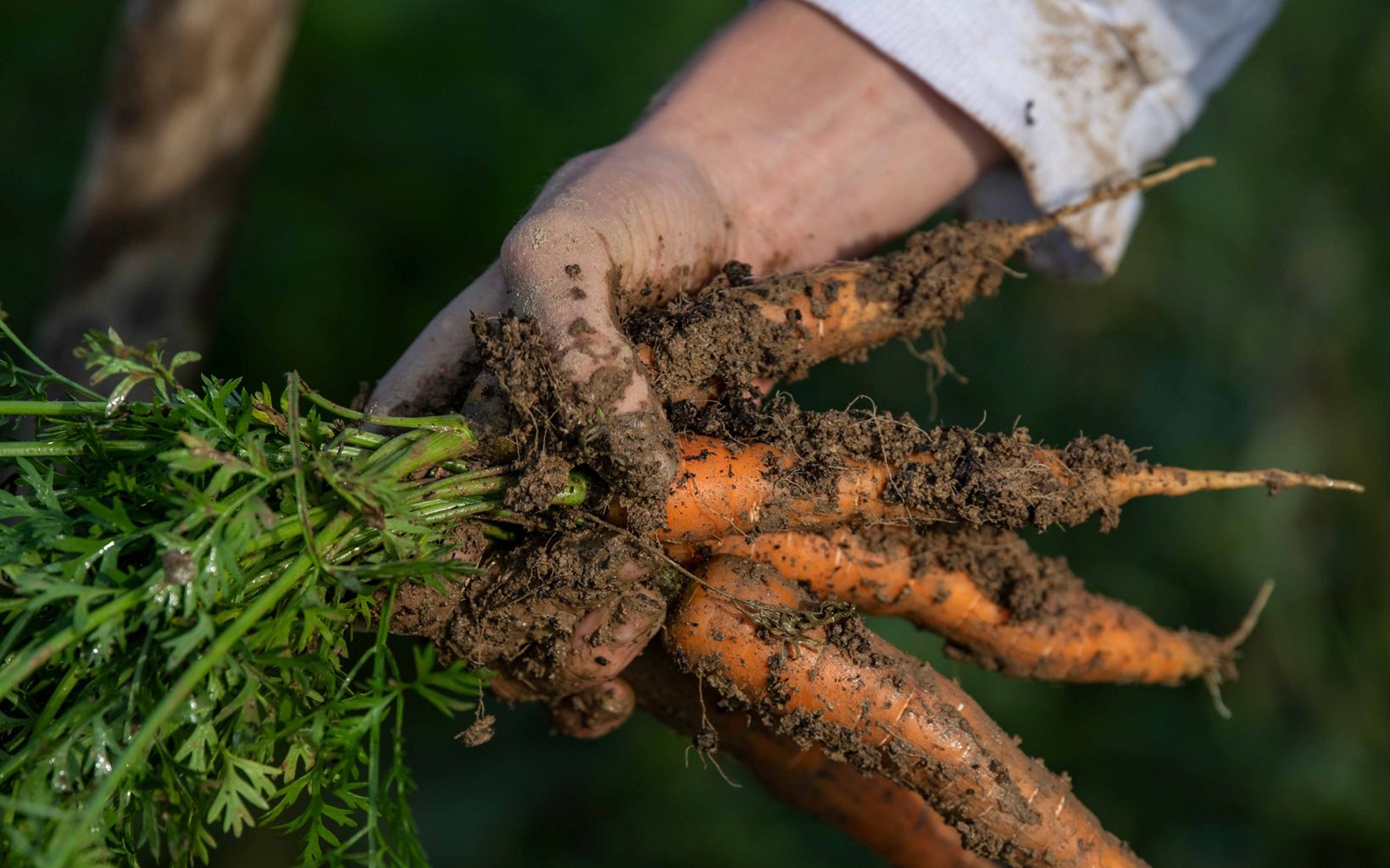 
                
                  Down To Earth Ashley Schneider holds carrots that she harvested on the Blaney Farm in Hocking Hills Valley. The Hocking River, a tributary of the Ohio, is a source of water for the region.
                  © Alex Snyder/TNC
                
              