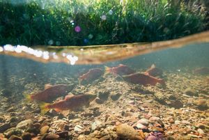 Split view above and under water showing salmon in a Montana river