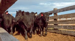 black cows in a ranch pen.