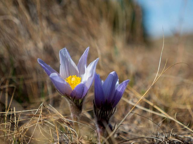 The Northern Great Plains remains a vast and intact landscape of native grasses, sagebrush and wildflowers. 