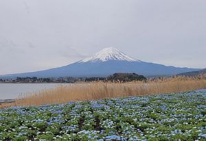 Japan's Mt. Fuji in background, with a patch of brown common reed in foreground.