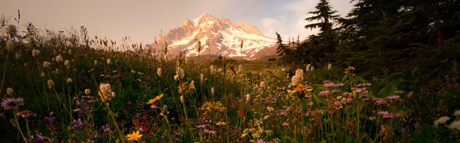 A closeup view of wildflowers in a field with Mt. Hood in the background.