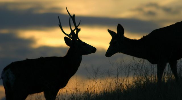 A mule deer buck and a doe silhouetted against the sky. 