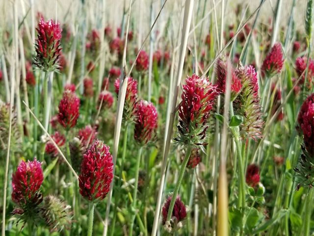 Close up of crimson clover among tall grasses, as a cover crop.