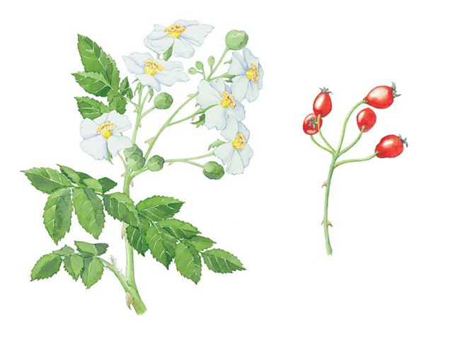 Multiflora rose flowers and fruit illustration