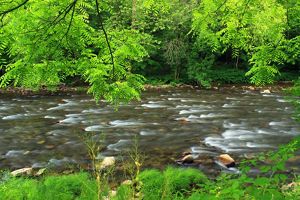 A strong and wide river flows through green trees.