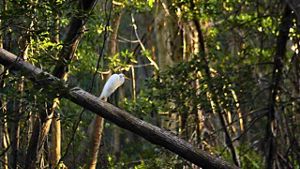 Garza en un árbol en la Selva Maya. 