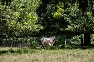 Una vaca caminando entre los árboles en la región
