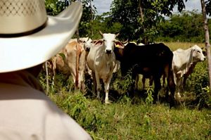 Una estrategia para disminuir la deforestación y degradación en Chiapas